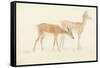 American Deer-Anthony Devis-Framed Stretched Canvas