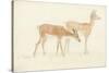 American Deer-Anthony Devis-Stretched Canvas