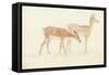 American Deer-Anthony Devis-Framed Stretched Canvas