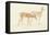 American Deer-Anthony Devis-Framed Stretched Canvas