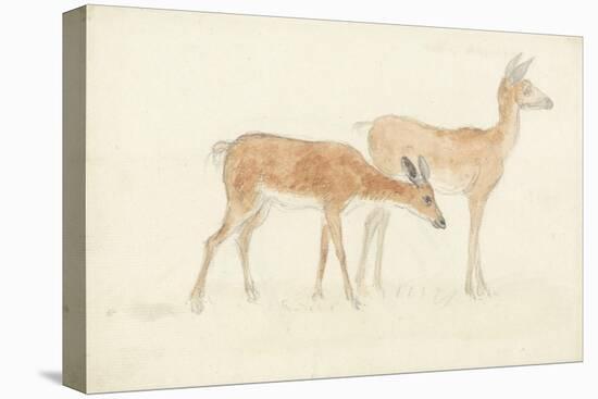 American Deer-Anthony Devis-Stretched Canvas