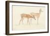 American Deer-Anthony Devis-Framed Giclee Print