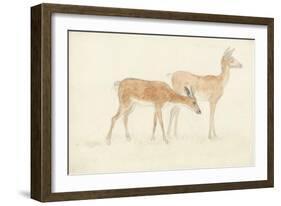 American Deer-Anthony Devis-Framed Giclee Print