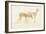 American Deer-Anthony Devis-Framed Giclee Print