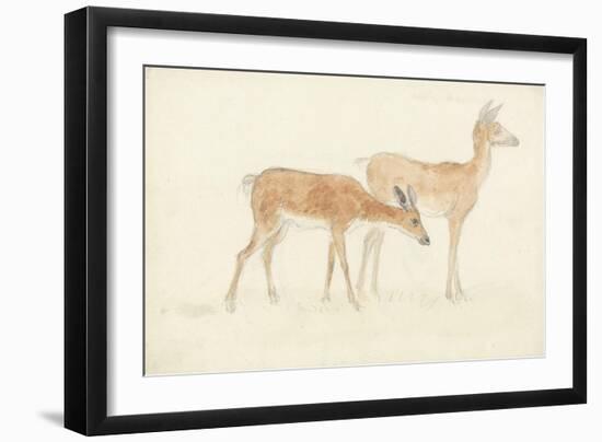 American Deer-Anthony Devis-Framed Giclee Print