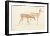 American Deer-Anthony Devis-Framed Giclee Print