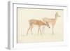 American Deer-Anthony Devis-Framed Giclee Print