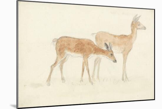 American Deer-Anthony Devis-Mounted Giclee Print