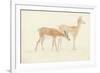 American Deer-Anthony Devis-Framed Giclee Print