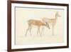 American Deer-Anthony Devis-Framed Giclee Print