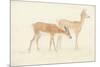 American Deer-Anthony Devis-Mounted Giclee Print