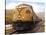 American Diesel Locomotive-Tony Craddock-Stretched Canvas