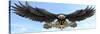 American Eagle Sky-FlyLand Designs-Stretched Canvas