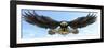 American Eagle Sky-FlyLand Designs-Framed Giclee Print