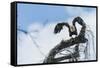 American Eagle-Gary Carter-Framed Stretched Canvas