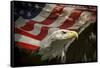 American Eagle-Jai Johnson-Framed Stretched Canvas