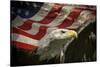 American Eagle-Jai Johnson-Stretched Canvas