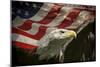 American Eagle-Jai Johnson-Mounted Premium Giclee Print