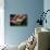 American Eagle-Jai Johnson-Stretched Canvas displayed on a wall