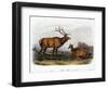 American Elk, 1846-John James Audubon-Framed Giclee Print