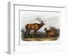 American Elk, 1846-John James Audubon-Framed Giclee Print