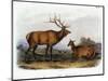 American Elk, 1846-John James Audubon-Mounted Giclee Print