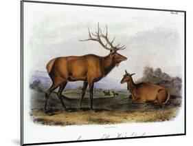 American Elk, 1846-John James Audubon-Mounted Giclee Print