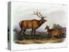 American Elk, 1846-John James Audubon-Stretched Canvas