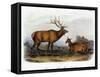 American Elk, 1846-John James Audubon-Framed Stretched Canvas