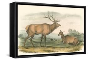 American Elk and Deer-John James Audubon-Framed Stretched Canvas