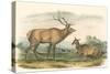 American Elk and Deer-John James Audubon-Stretched Canvas