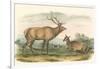 American Elk and Deer-John James Audubon-Framed Art Print