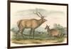 American Elk and Deer-John James Audubon-Framed Art Print