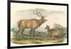 American Elk and Deer-John James Audubon-Framed Art Print