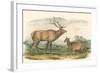 American Elk and Deer-John James Audubon-Framed Art Print