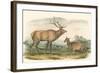 American Elk and Deer-John James Audubon-Framed Art Print