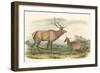 American Elk and Deer-John James Audubon-Framed Art Print