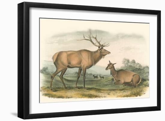 American Elk and Deer-John James Audubon-Framed Art Print