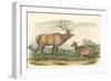 American Elk and Deer-John James Audubon-Framed Art Print