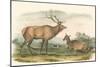 American Elk and Deer-John James Audubon-Mounted Art Print