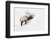 American Elk (Cervus canadensis) adult male, feeding in area cleared of snow, Yellowstone , Wyoming-Ignacio Yufera-Framed Photographic Print