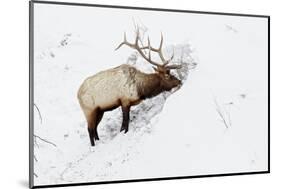 American Elk (Cervus canadensis) adult male, feeding in area cleared of snow, Yellowstone , Wyoming-Ignacio Yufera-Mounted Photographic Print