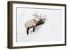 American Elk (Cervus canadensis) adult male, feeding in area cleared of snow, Yellowstone , Wyoming-Ignacio Yufera-Framed Photographic Print