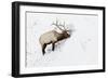 American Elk (Cervus canadensis) adult male, feeding in area cleared of snow, Yellowstone , Wyoming-Ignacio Yufera-Framed Photographic Print