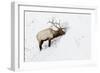 American Elk (Cervus canadensis) adult male, feeding in area cleared of snow, Yellowstone , Wyoming-Ignacio Yufera-Framed Photographic Print