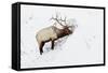 American Elk (Cervus canadensis) adult male, feeding in area cleared of snow, Yellowstone , Wyoming-Ignacio Yufera-Framed Stretched Canvas