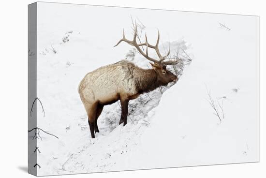 American Elk (Cervus canadensis) adult male, feeding in area cleared of snow, Yellowstone , Wyoming-Ignacio Yufera-Stretched Canvas