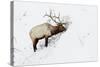 American Elk (Cervus canadensis) adult male, feeding in area cleared of snow, Yellowstone , Wyoming-Ignacio Yufera-Stretched Canvas