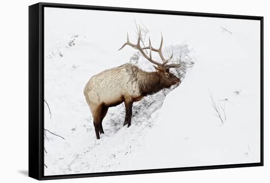 American Elk (Cervus canadensis) adult male, feeding in area cleared of snow, Yellowstone , Wyoming-Ignacio Yufera-Framed Stretched Canvas