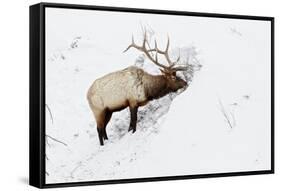 American Elk (Cervus canadensis) adult male, feeding in area cleared of snow, Yellowstone , Wyoming-Ignacio Yufera-Framed Stretched Canvas